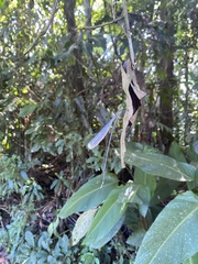 Mecistogaster modesta