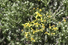 Brachyglottis cassinioides