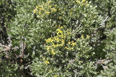 Brachyglottis cassinioides