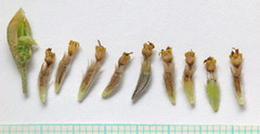Hymenopappus filifolius nudipes