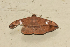 Eulepidotinae