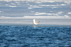 Larus canus