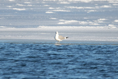 Larus canus