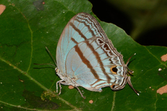 Evenus satyroides