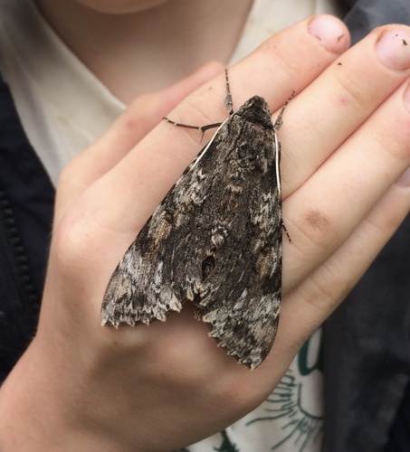 Rimosus Sphinx