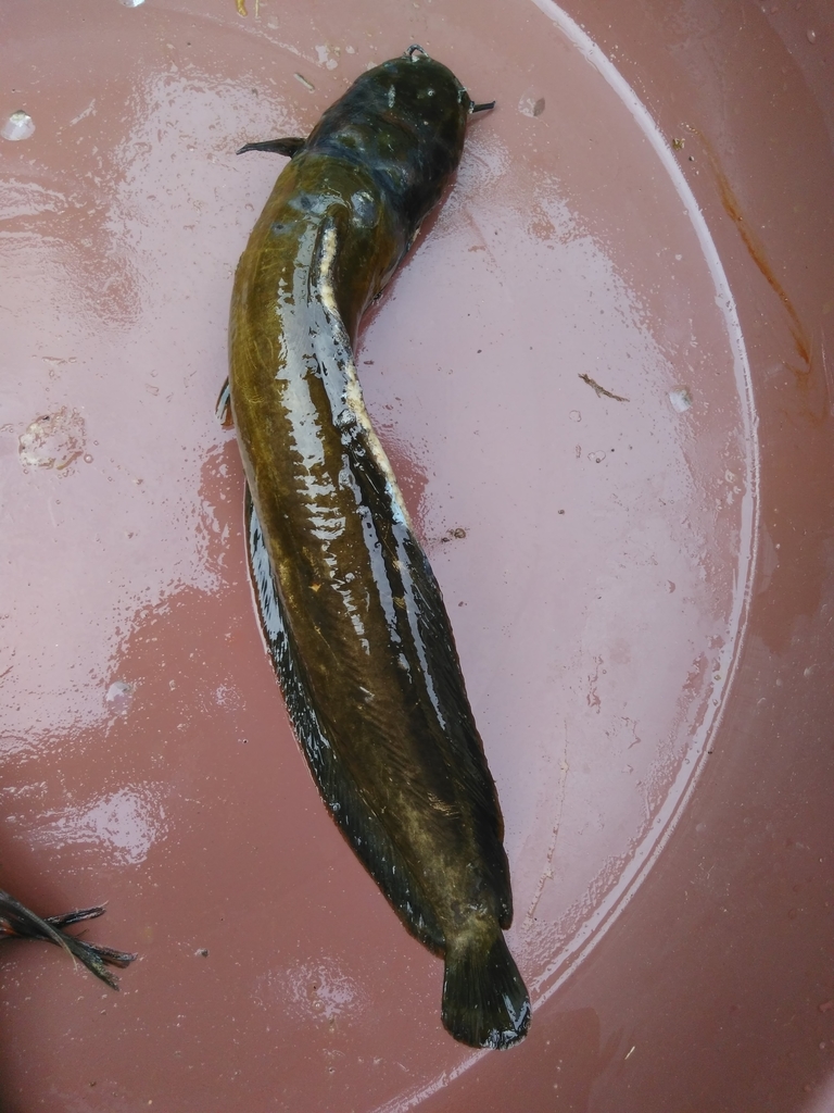 Smoothhead catfish (Clarias ebriensis) — Clariidae