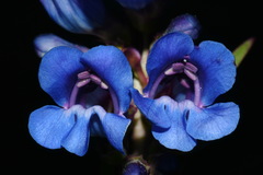 Penstemon cyaneus