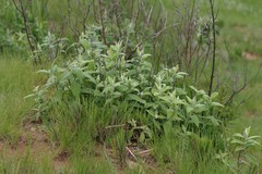 Buddleja salviifolia