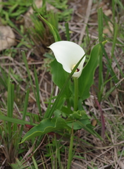 Zantedeschia albomaculata