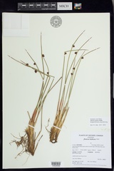 Juncus arcticus