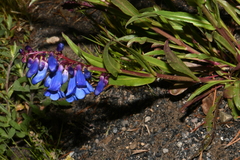Penstemon cyaneus