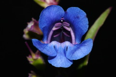 Penstemon cyaneus