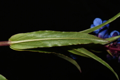 Penstemon cyaneus