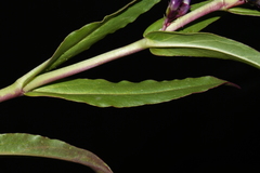 Penstemon cyaneus