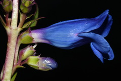 Penstemon cyaneus