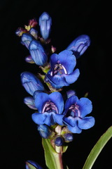 Penstemon cyaneus