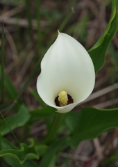 Zantedeschia albomaculata