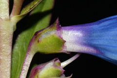Penstemon cyaneus