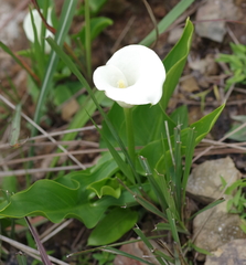 Zantedeschia albomaculata