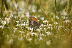 Argyrophorus argenteus