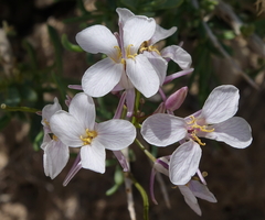 Thelypodiopsis elegans