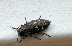 Phaenops drummondi