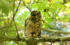 Strix occidentalis caurina