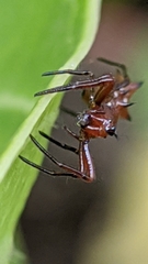 Micrathena swainsoni