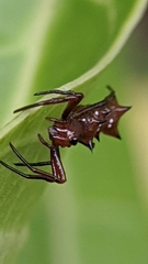 Micrathena swainsoni