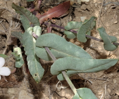 Thelypodiopsis elegans