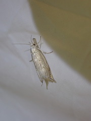 Metacrambus carectellus