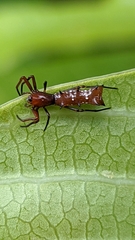 Micrathena swainsoni
