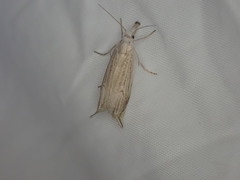 Metacrambus carectellus