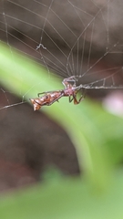 Micrathena swainsoni
