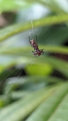Micrathena swainsoni