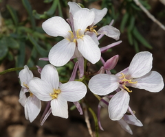 Thelypodiopsis elegans