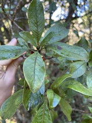 Coprosma kauensis