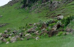 Zantedeschia albomaculata