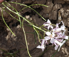 Thelypodiopsis elegans