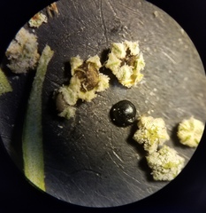 Chenopodium desiccatum