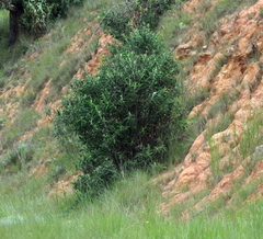 Buddleja salviifolia