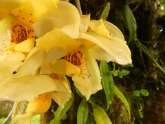Stanhopea gibbosa