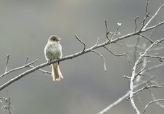 Empidonax difficilis insulicola