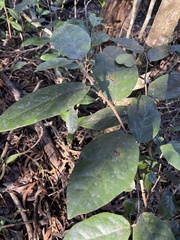 Antidesma platyphyllum