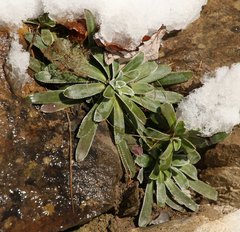 Saxifraga hostii