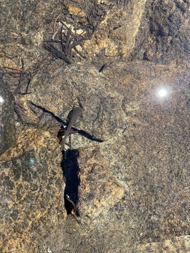 iNaturalist observation photo of Frogs and Toads