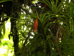 Guzmania angustifolia