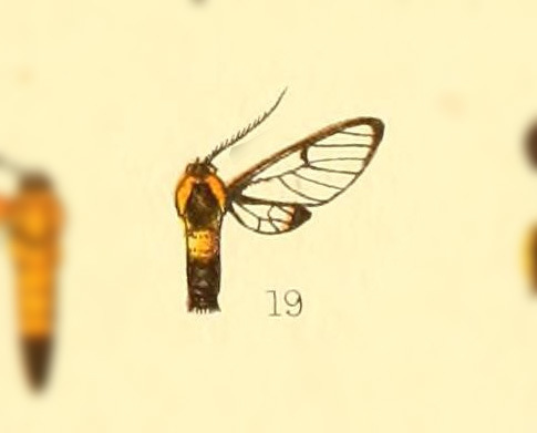 Pseudosphex postica