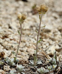 Antennaria rosea confinis