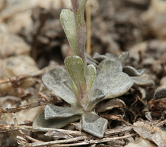 Antennaria rosea confinis